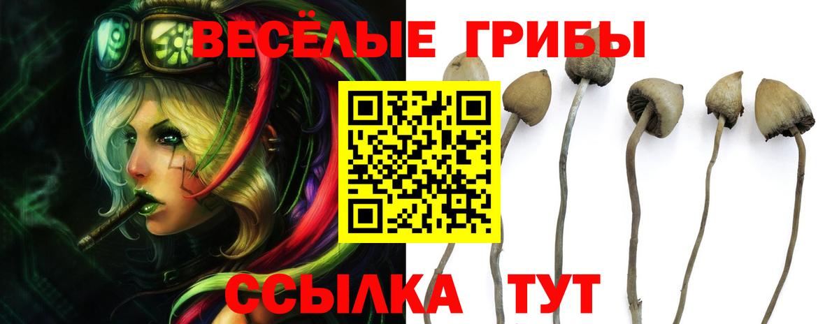 Псилоцибиновые грибы GOLDEN TEACHER Выборг